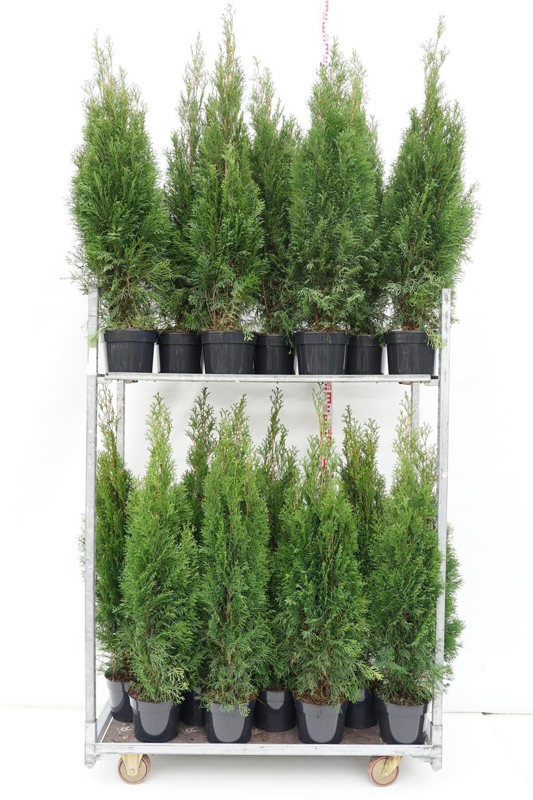 Thuja occ. &