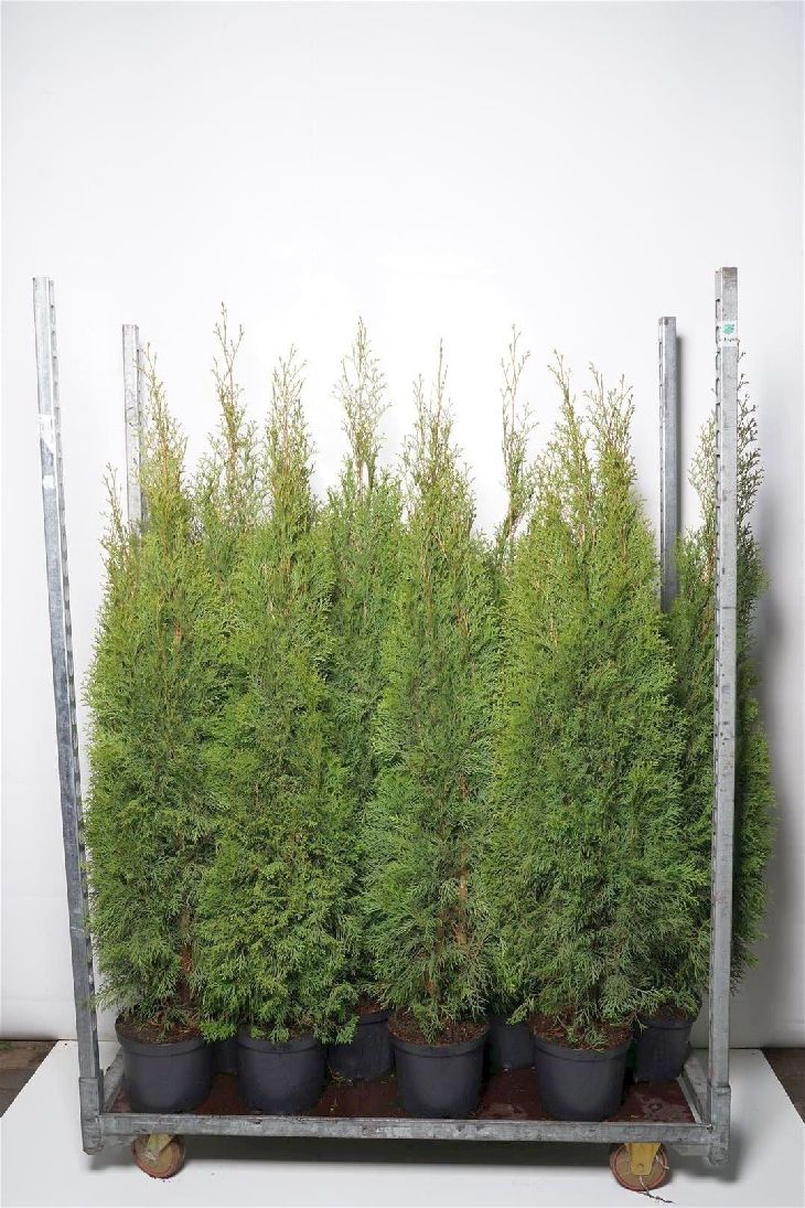 Thuja occ. &