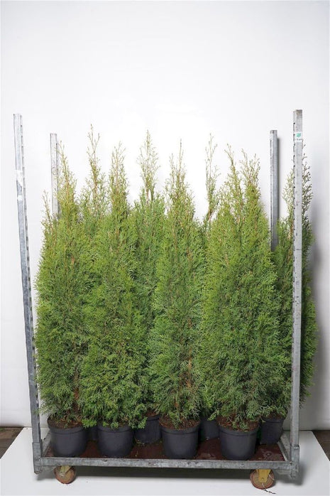 Thuja jne. 'Smaragdi'