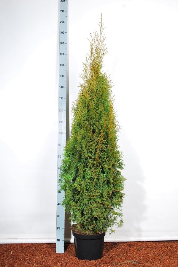 Thuja occ. &