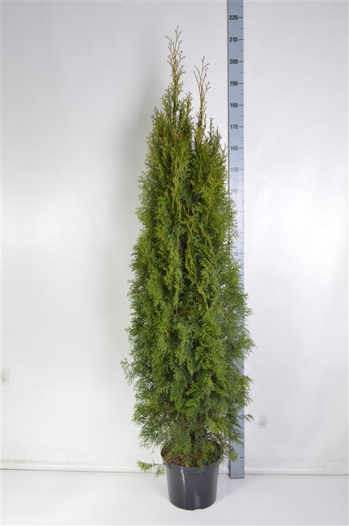 Thuja occ. &
