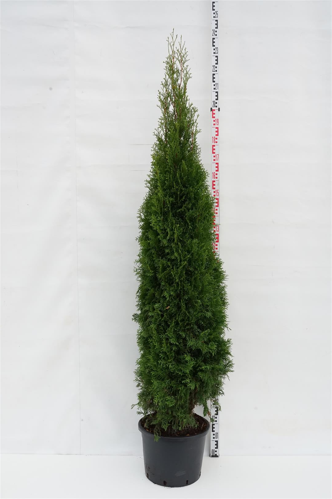 Thuja occ. &
