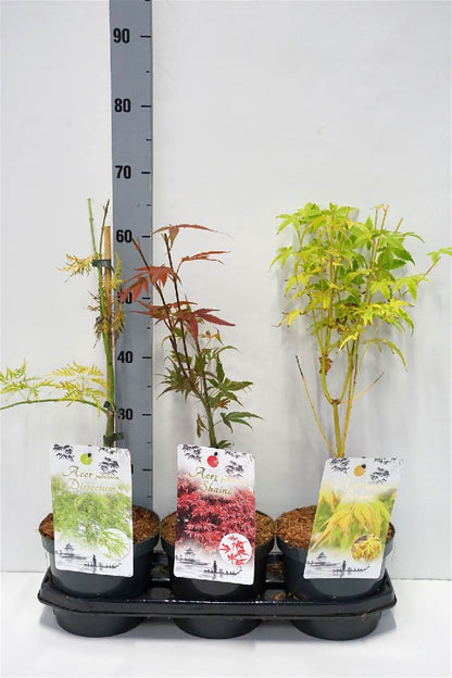 Acer pal. i sorter C3 (3 liters kruka) / 19 cm kruka 30-40 cm