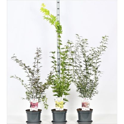 Acer palmatum i sorter C7,5 (7,5 liters kruka) 50-60 cm
