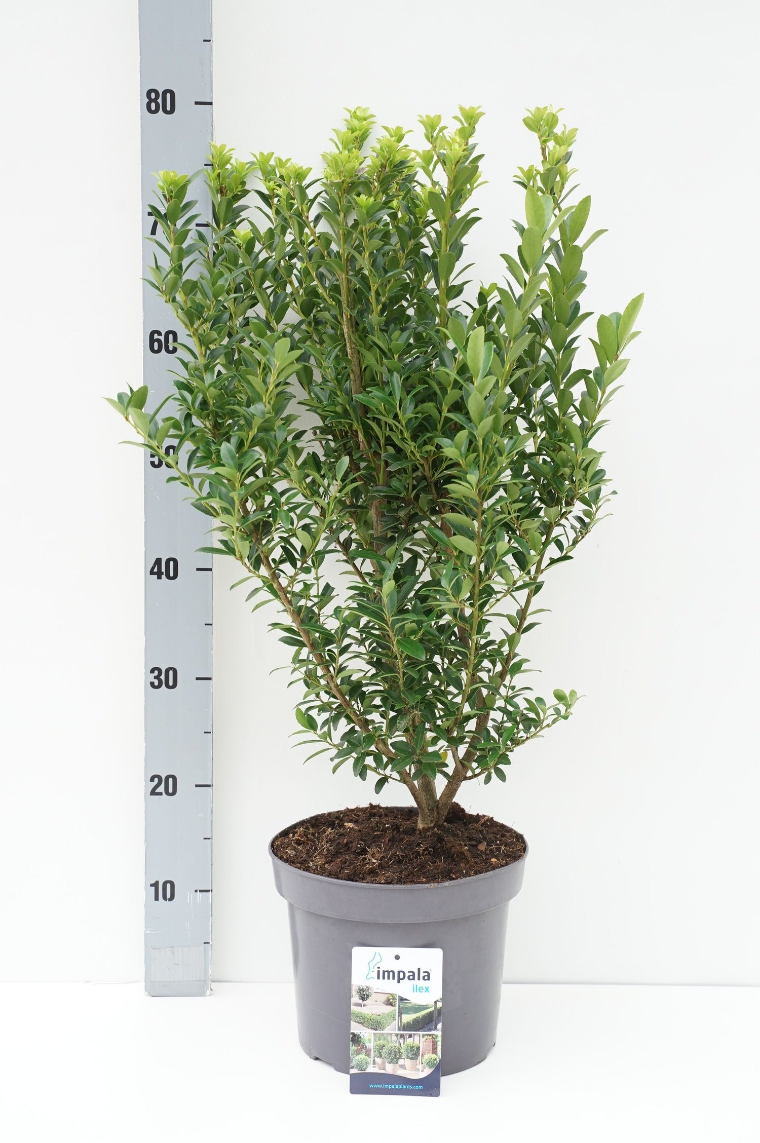Lönn pal. in cultivars - C15 80-100 CM