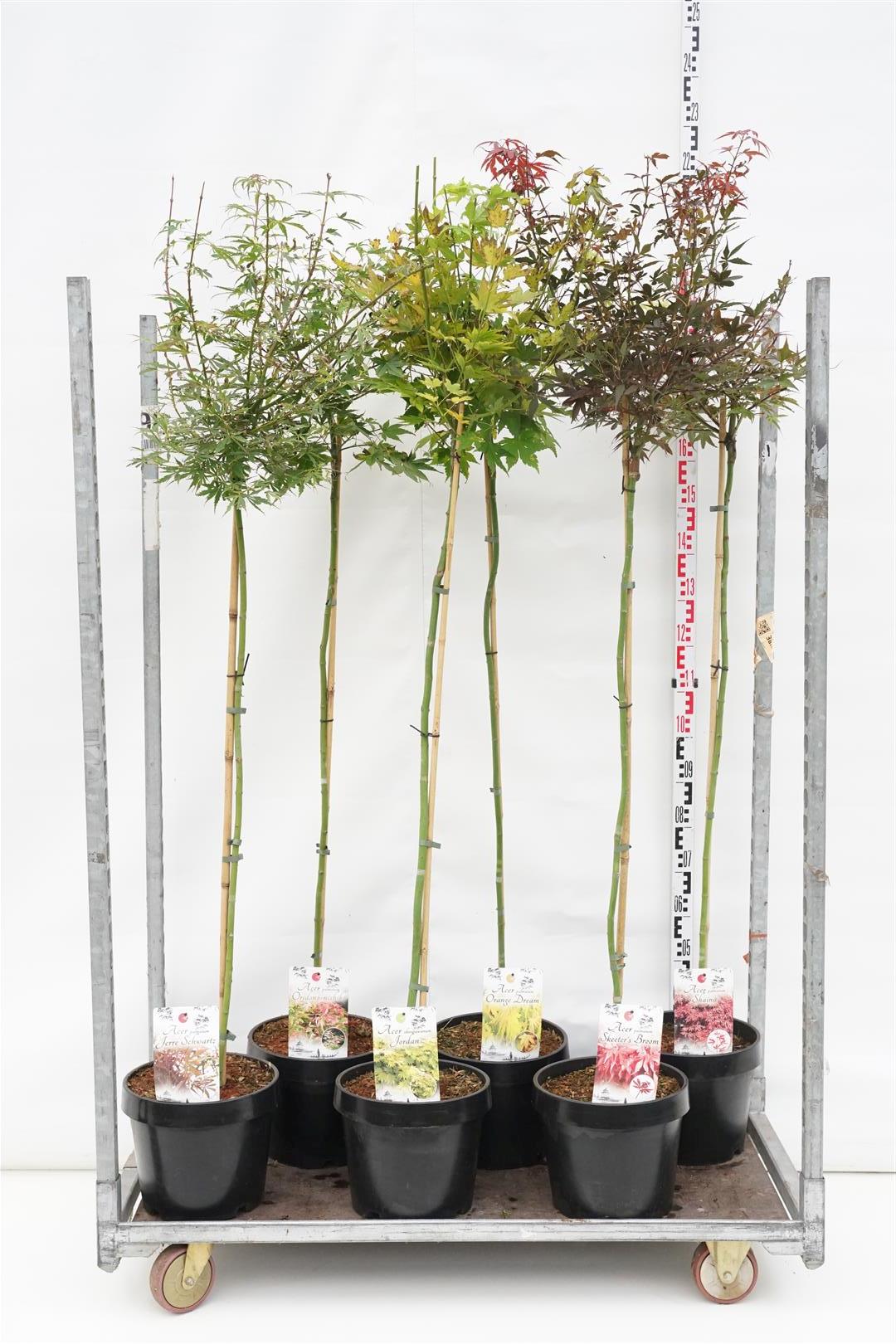 Lönn pal. in cultivars - 120 CM STEM C12