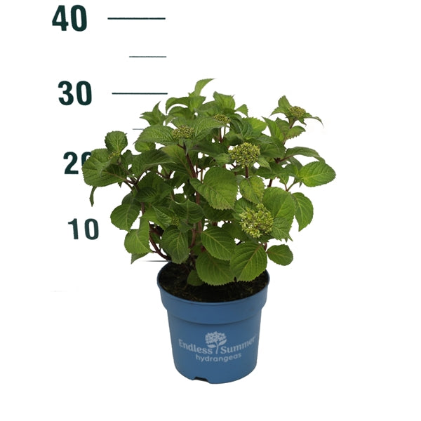 Hortensia Endless Sum. BloomStar® Blue - C1,5/P14 15-20 CM