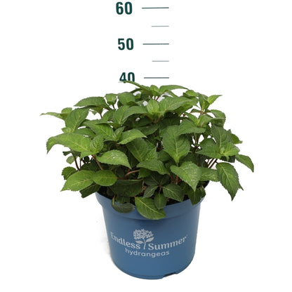 Hydrangea Endless Summer® BloomStar® Blue C5 (5 liters kruka) 25-30 cm