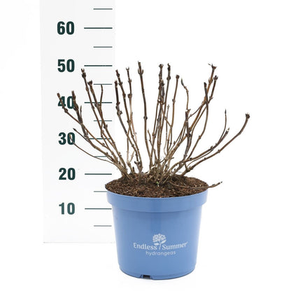 Hydrangea Endless Summer® BloomStar® Blue C10 (10 liters kruka)