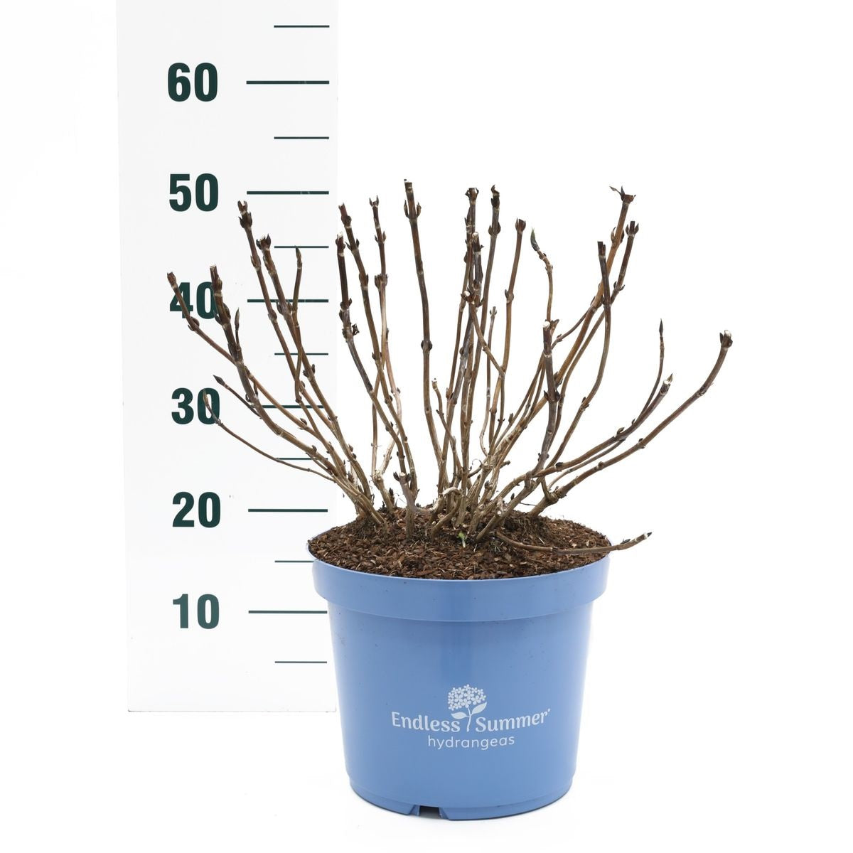 Hydrangea Endless Sum. BloomStar® Blue C5 (5 liters kruka)