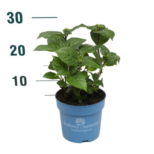 Hydrangea Endless Summer® &