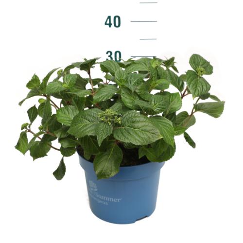 Hydrangea Endless Summer® Pop Star® Blue C5 (5 liters kruka) 20-30 cm