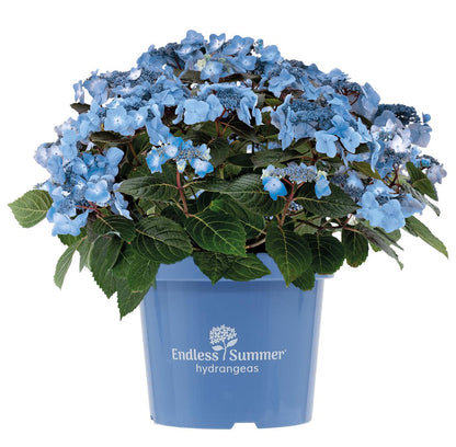 Hydrangea Endless Summer Pop Star® Blue C5 (5 liters kruka) 20-30 cm