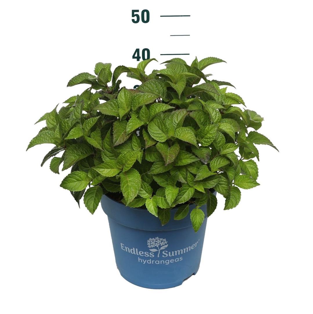 Hydrangea Endless Sum. Pop Star® Blue C10 (10 liters kruka)