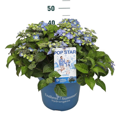 Hydrangea Endless Sum. Pop Star® Blue C10 (10 liters kruka)