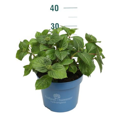Hydrangea Endless Summer® Pop Star® Pink C5 (5 liters kruka) 20-30 cm