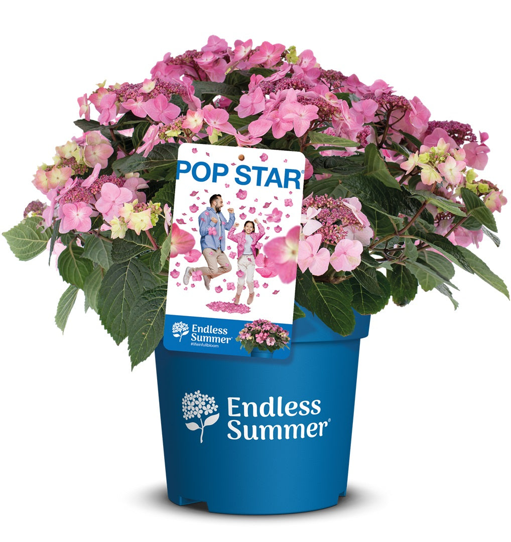 Hydrangea Endless Summer® Pop Star® Pink C5 (5 liters kruka) 20-30 cm