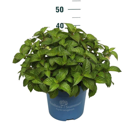 Hydrangea Endless Summer Pop Star® Pink C10 (10 liters kruka)