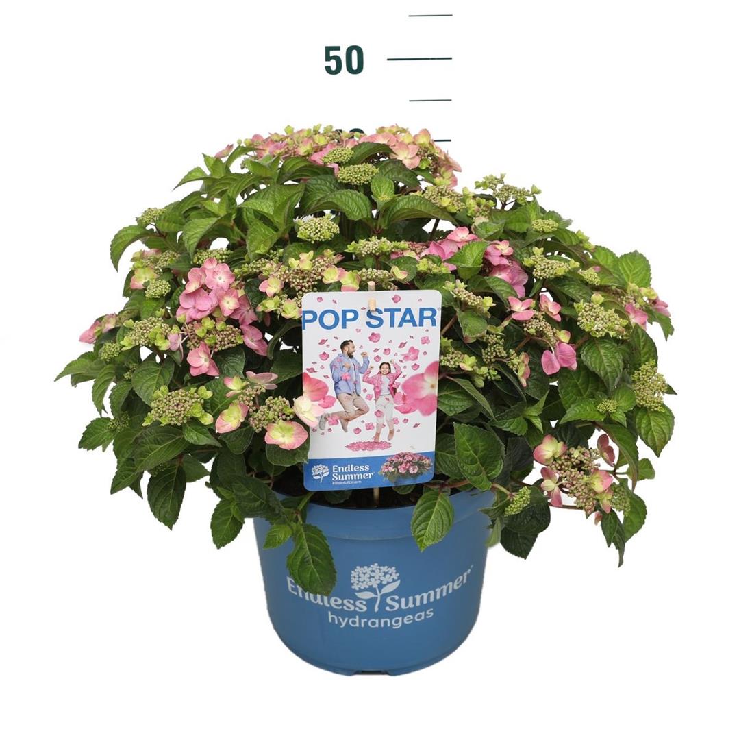 Hydrangea Endless Summer Pop Star® Pink C10 (10 liters kruka)