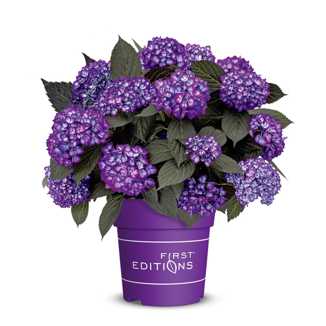 Hydrangea m. &