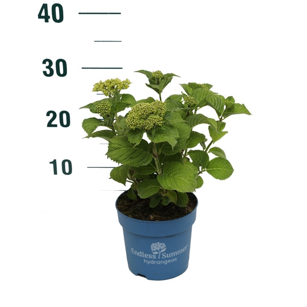 Hortensia Endless Sum. Summer Love® Purple - C1,5/P14 15-20 CM