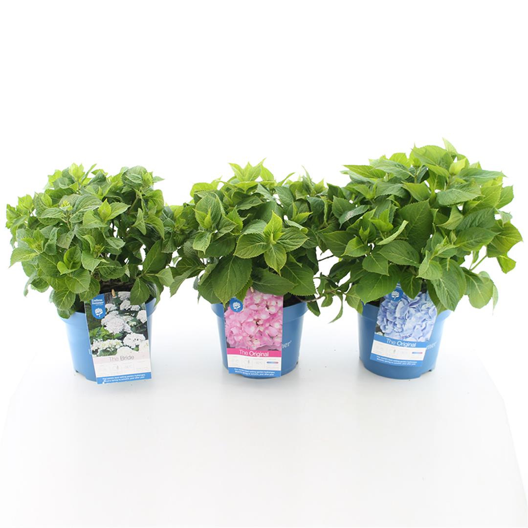 Hydrangea Endless Sum. Summer Love® Purple 30–40 cm, C5 (5 liters kruka)