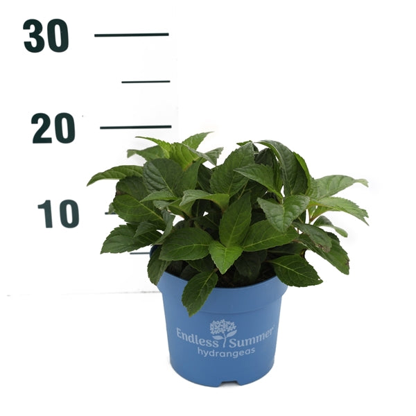 Hortensia Endless Sum. Summer Love® Red - C1,5/P14 15-20 CM