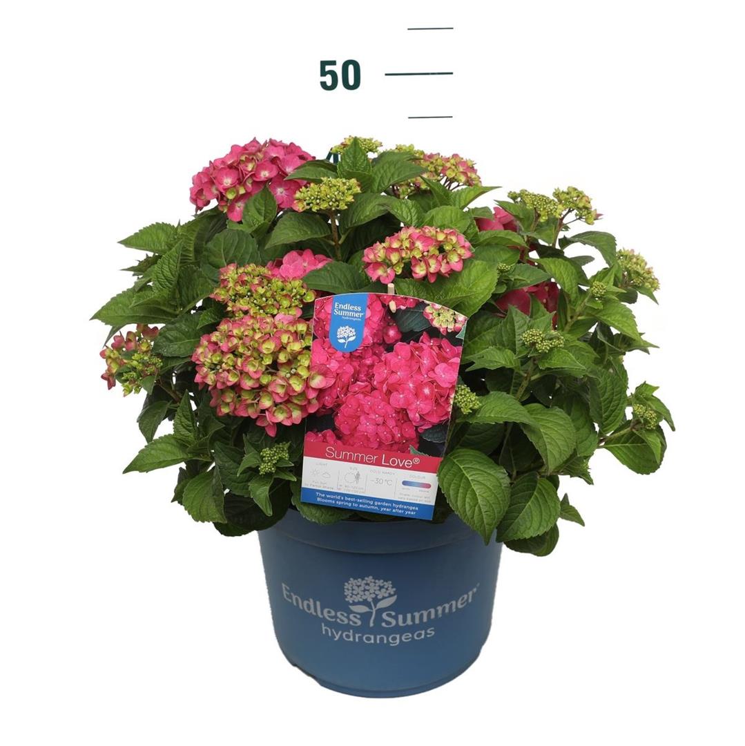 Hydrangea Endless Summer® &