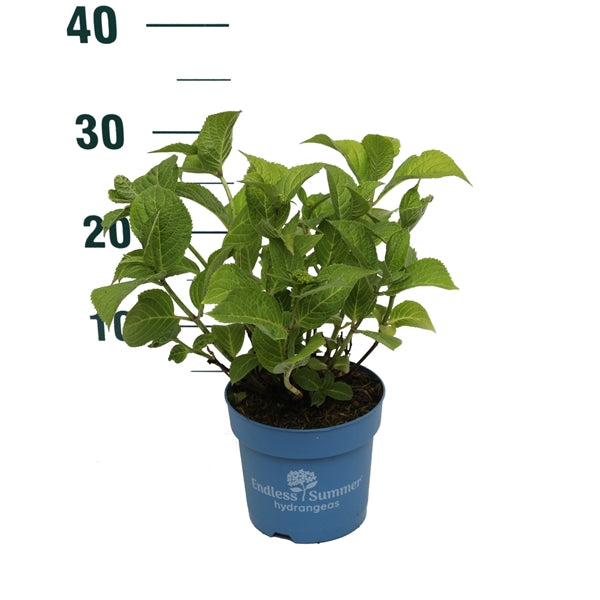 Hortensia Endless Sum. The Original® Blue - C1,5/P14 15-20 CM