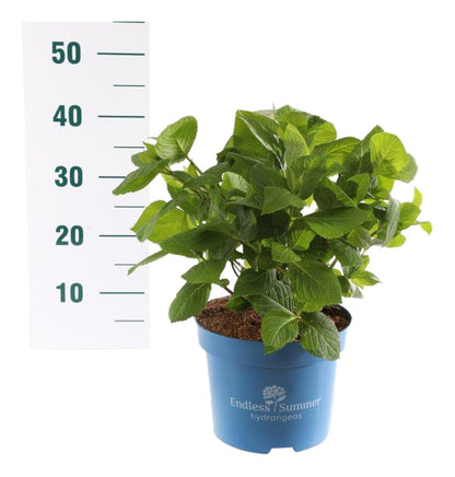 Hydrangea Endless Summer The Original® Blue C5 (5 liters kruka) 25-30 cm