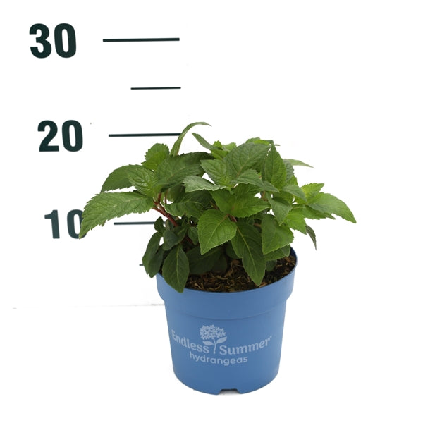 Hortensia Endless Sum. The Original® Pink - C1,5/P14 15-20 CM