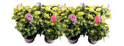 Hydrangea m. &