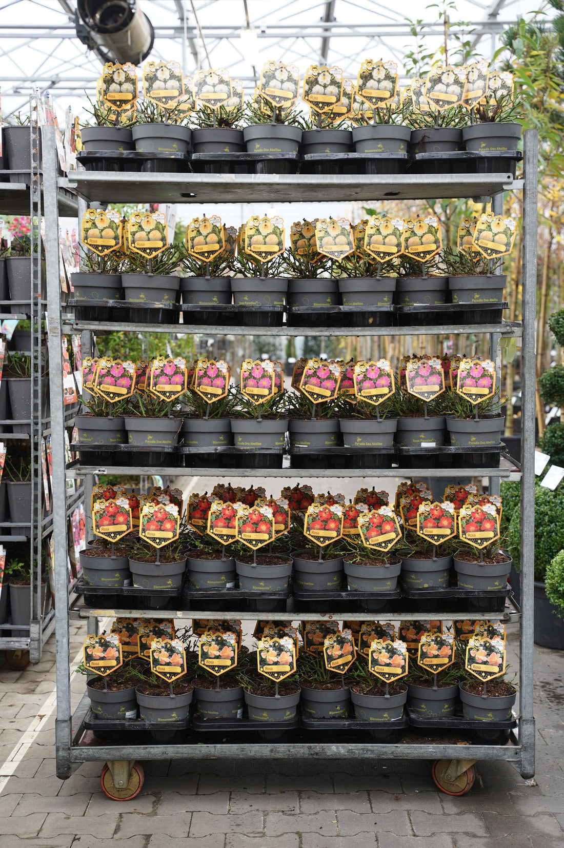 Buskros in cultivars - C2/P17