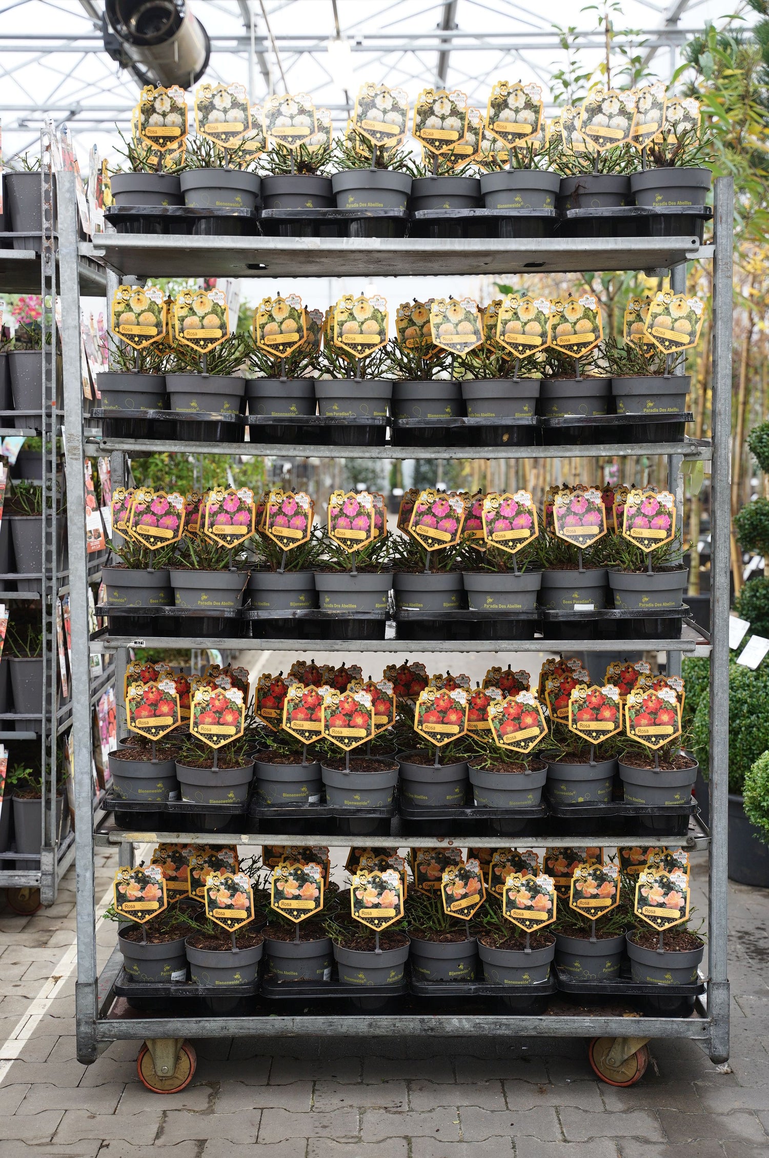 Buskros in cultivars - C2/P17