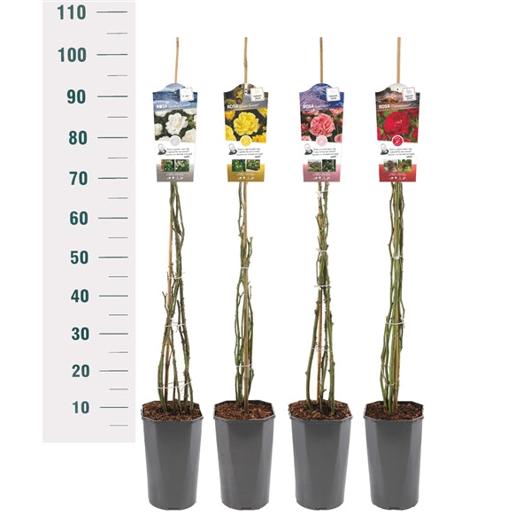 Buskros Mix Climbers Basic - C3 ROSESCONTAINER