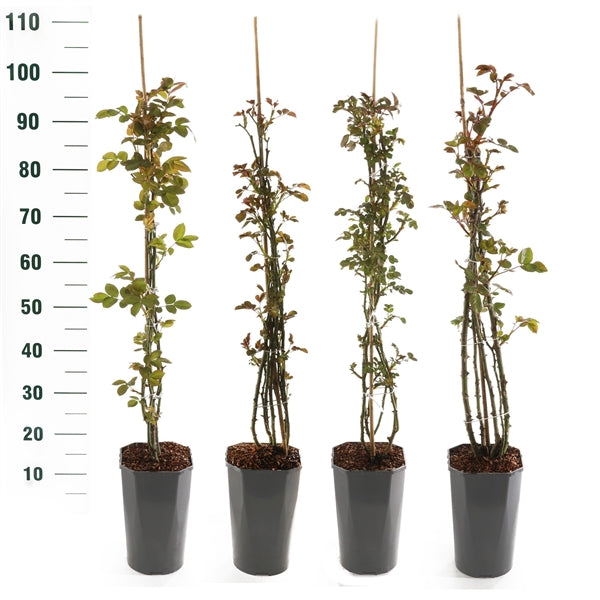 Buskros Mix Climbers Exclusive - C3 ROSESCONTAINER