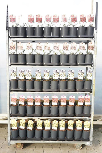 Rosa Miniature i olika sorter – C2 (2 liters kruka)