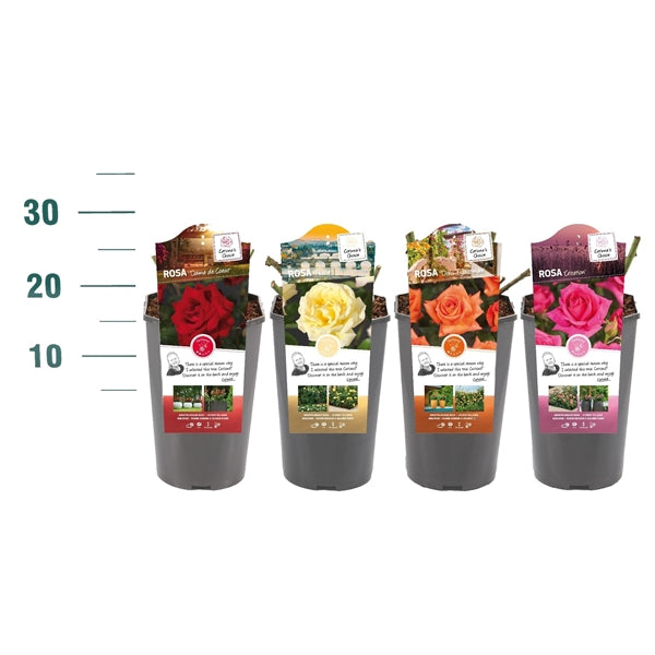 Buskros price group 1 (BUSH &amp; BIG FLOWERING) - C3 ROSESCONTAINER