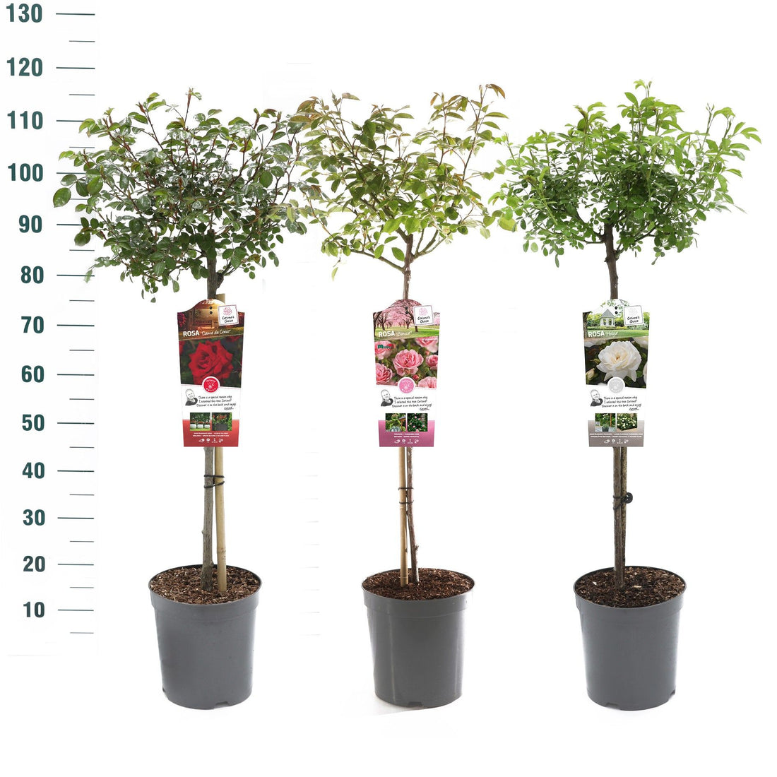 Buskros Mix Stem Basic Collection - 60 CM STEM C5,5/P24
