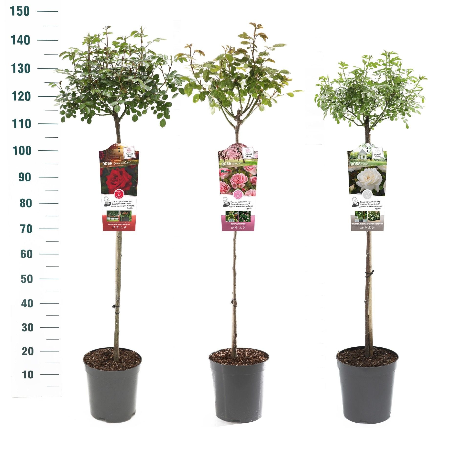 Buskros Mix Stem Basic Collection - 90 CM STEM C5,5/P24