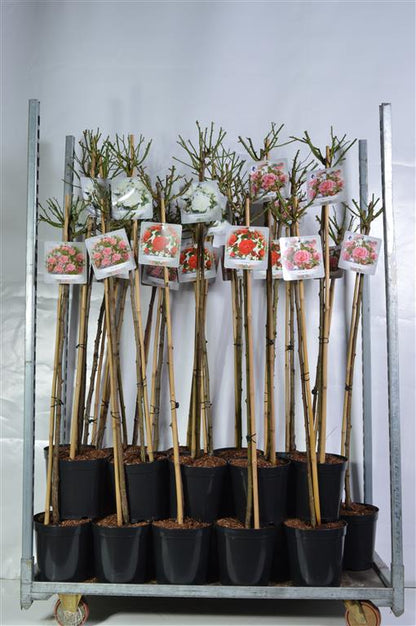 Rosa Mix Basic Collection 110 cm stam C5,5 (5,5 liters kruka)