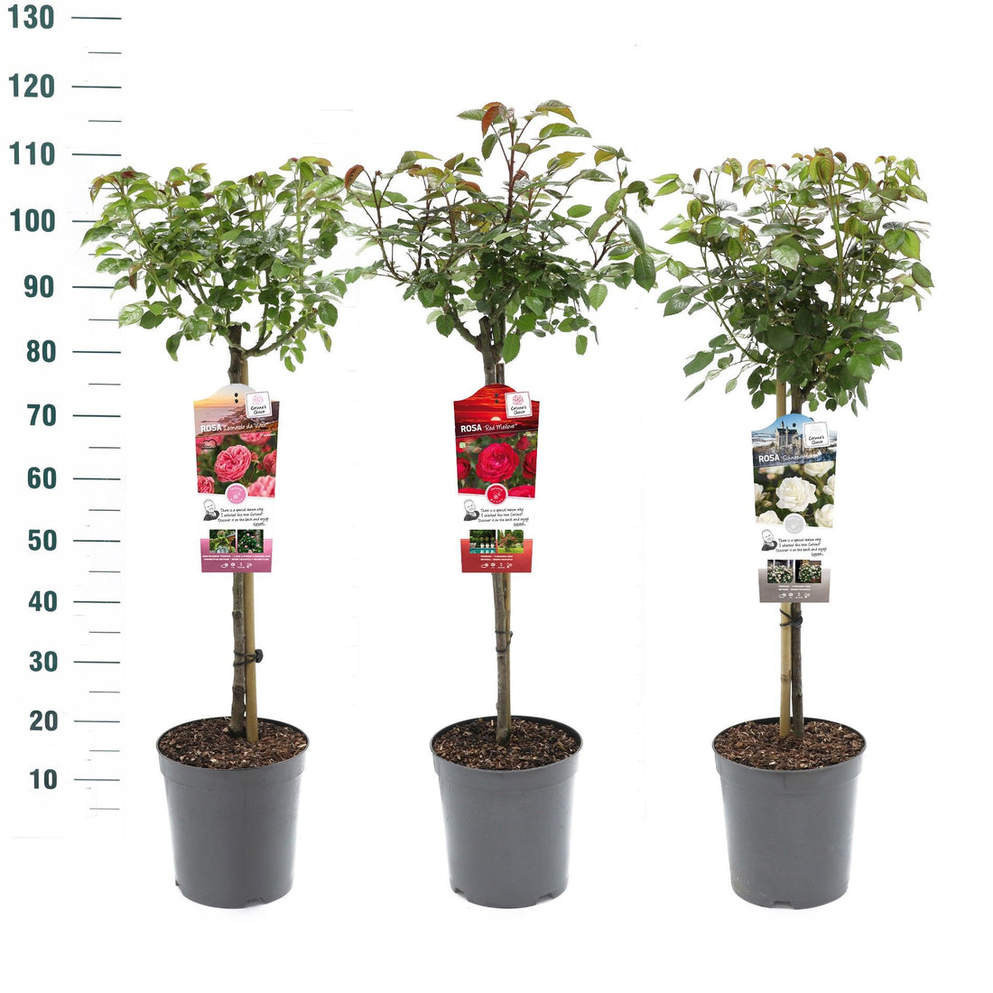 Buskros Mix Stem Exclusive Collection - 60 CM STEM C5,5/P24