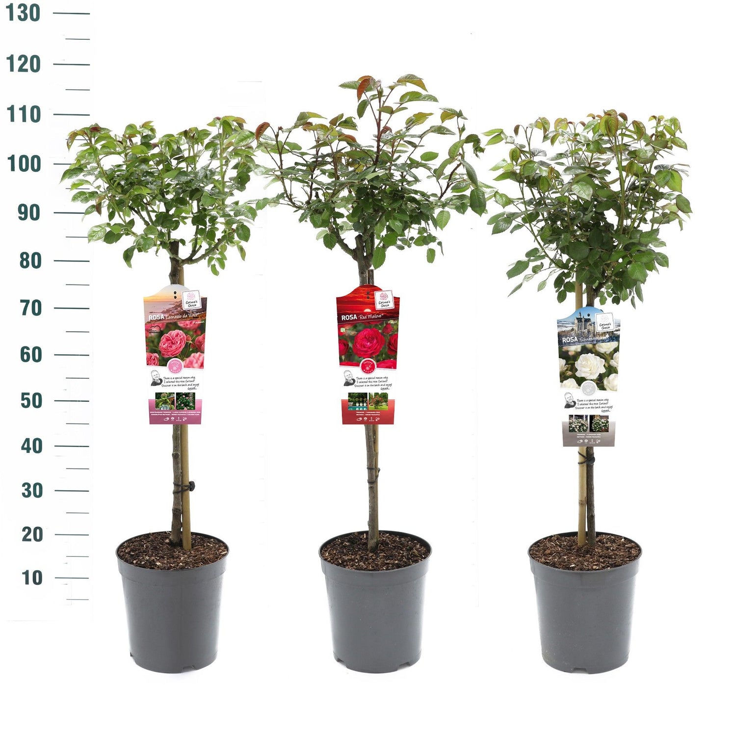 Buskros Mix Stem Exclusive Collection - 60 CM STEM C5,5/P24