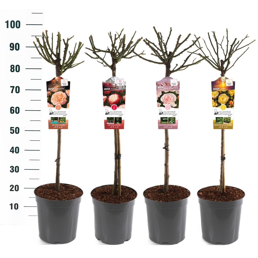 Rosa Mix Exclusive Collection – 60 cm stam, C5 (5 liters kruka)