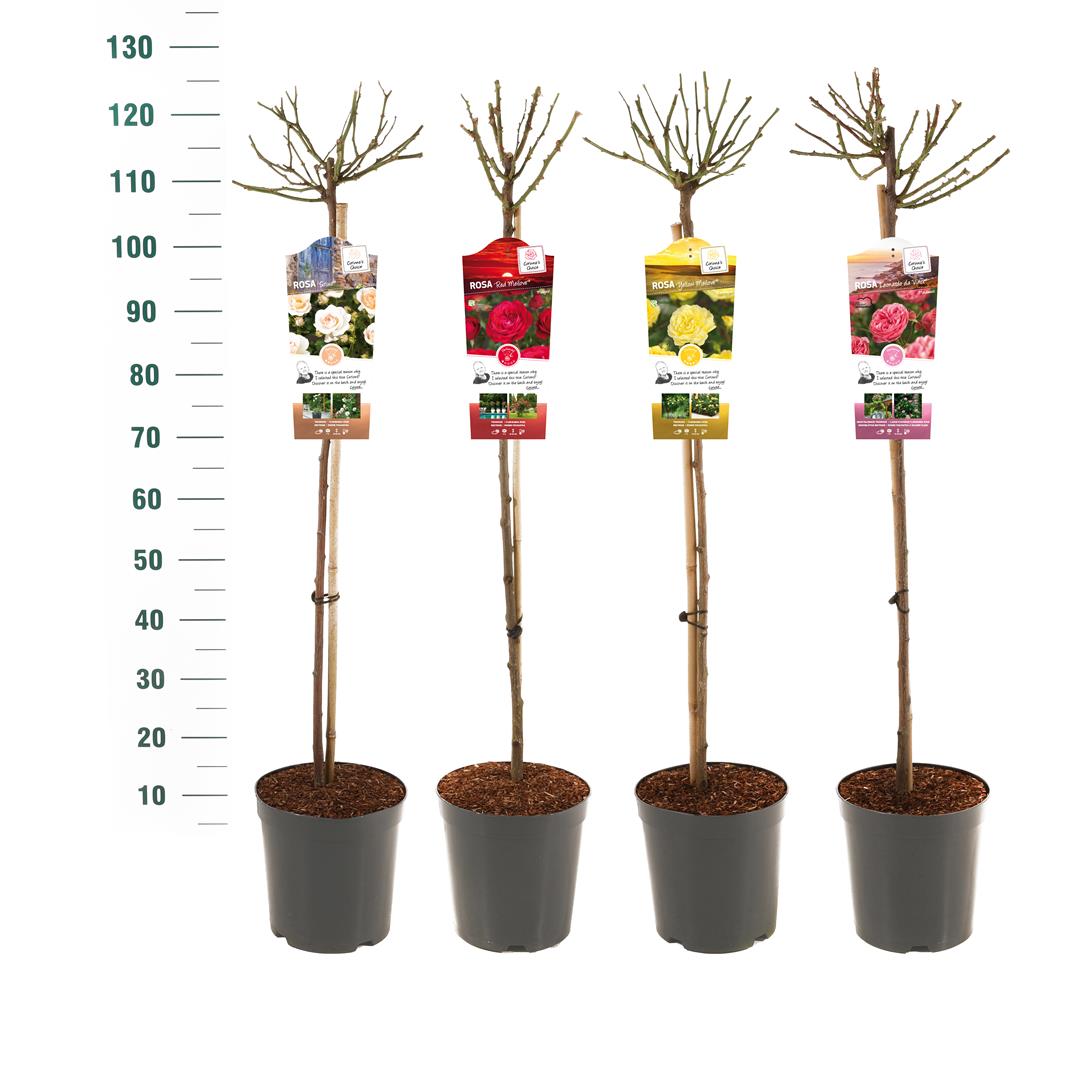 Buskros Mix Stem Exclusive Collection - 90 CM STEM C5/P23
