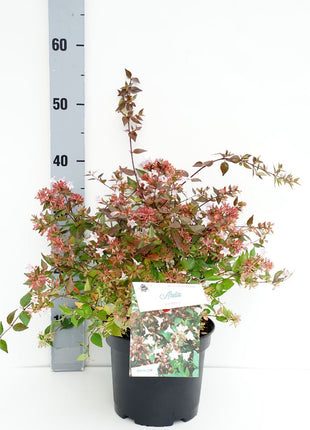 Abelia grandiflora