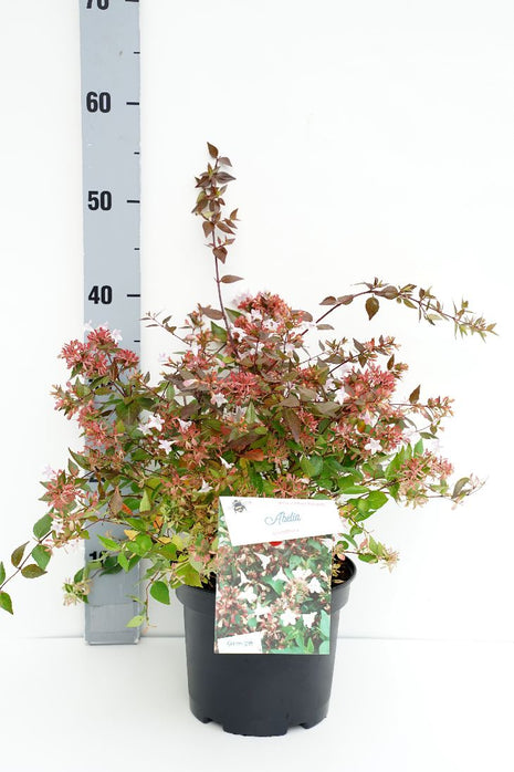 Abelia grandiflora