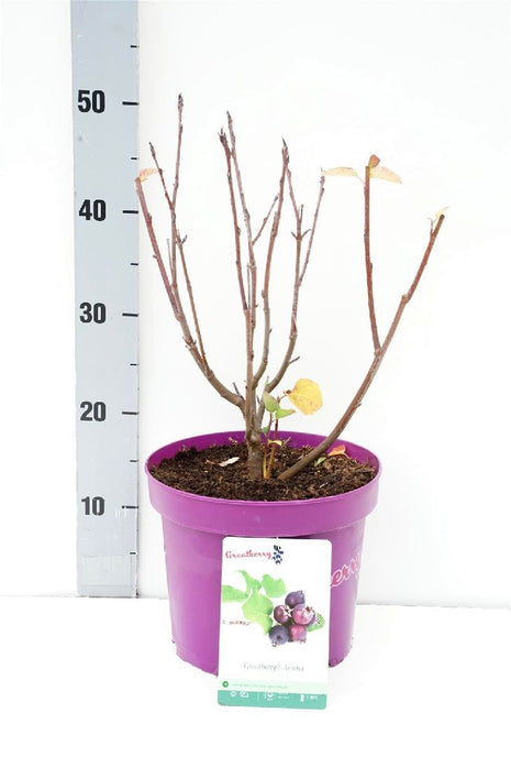 Amelanchier aln. 'Greatberry® Aroma'