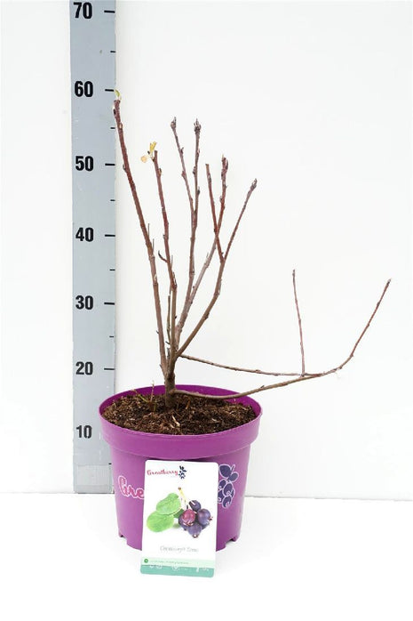 Amelanchier aln. 'Greatberry® Farm'