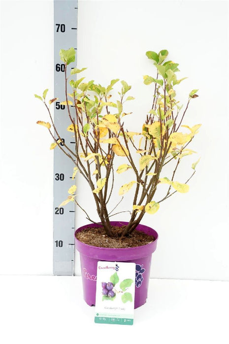 Amelanchier aln. 'Greatberry® Fruity'